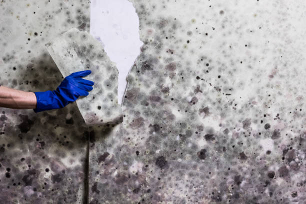 Professional Mold Remediation in Johnsonburg, PA
